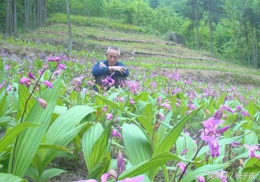 农村无公害种什么经济作物最赚钱,农村种植什么收益快又高