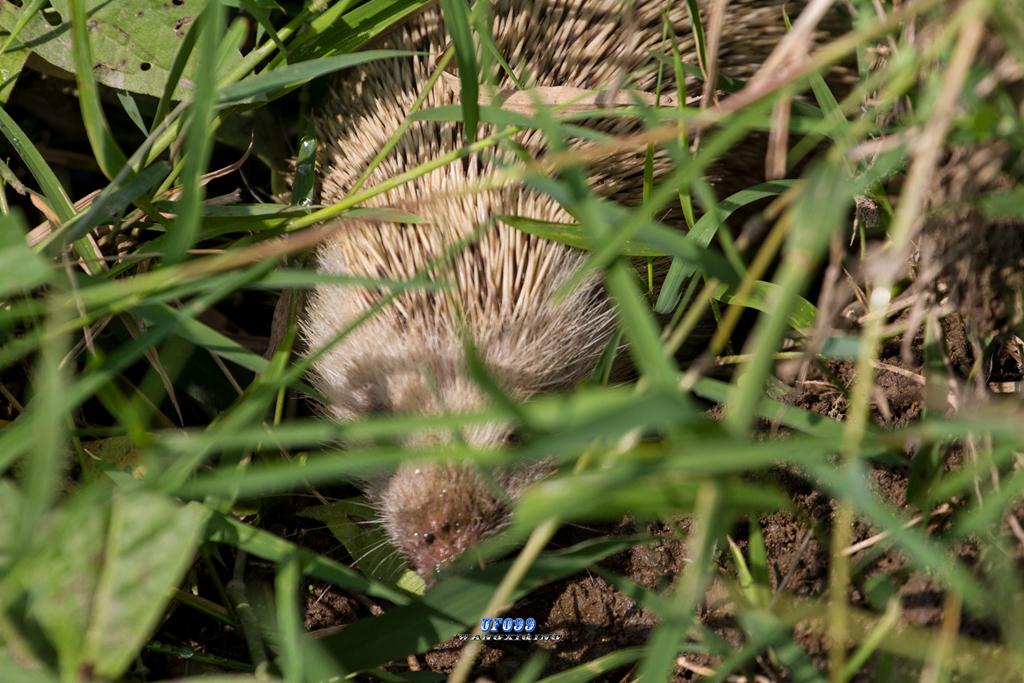 东北五仙刺猬报恩,刺猬仙报恩故事大全