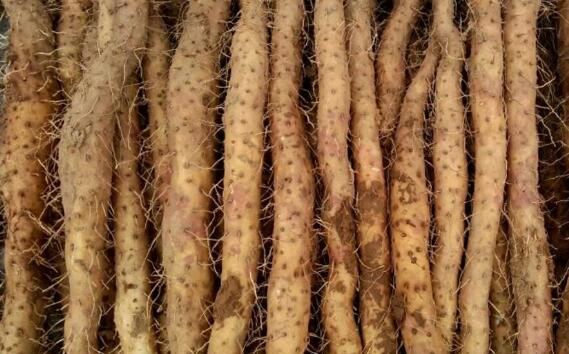 铁棍山药跟什么搭营养最好,铁棍山药怎么吃才有健脾胃的功效