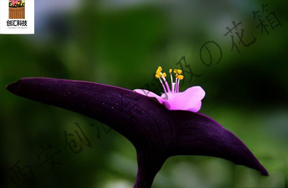 紫罗兰的养殖方法水培,紫罗兰盆栽养殖方法和注意事项