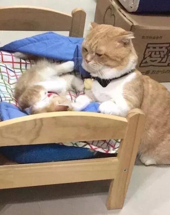 网友家的猫坐键盘上，偶然竟打出这几个字，可以说，细思极恐了！