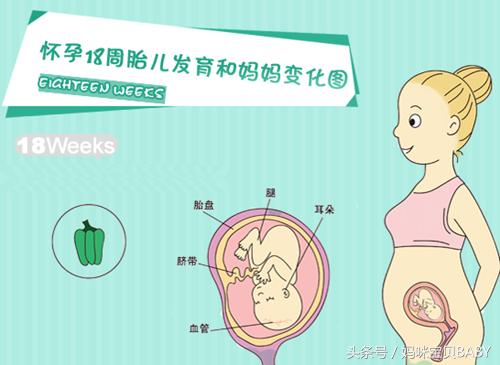 十八周胎动在毛毛上面一点正常吗,孕十八周胎儿在哪个位置胎动