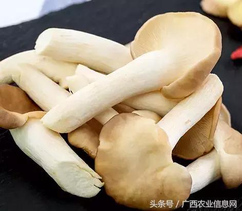 秀珍菇设施栽培高产新技术有哪些,秀珍菇工厂化高产栽培技术视频