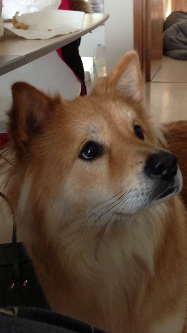 中国25种“土狗”濒临灭绝，中华田园犬何去何从？