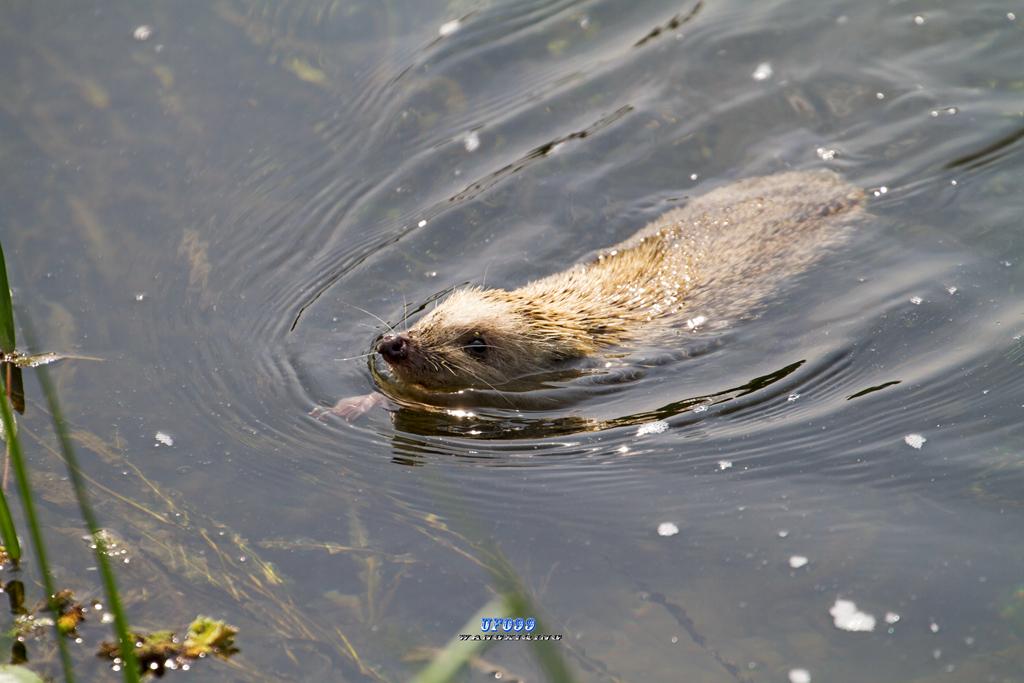 东北五仙刺猬报恩,刺猬仙报恩故事大全