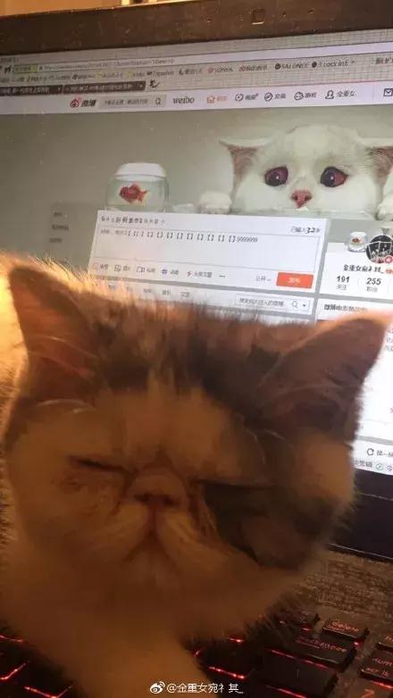 网友家的猫坐键盘上，偶然竟打出这几个字，可以说，细思极恐了！