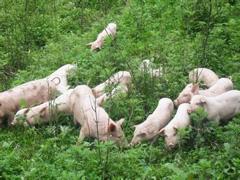 农村发家致富的独门绝技,农民省力省钱