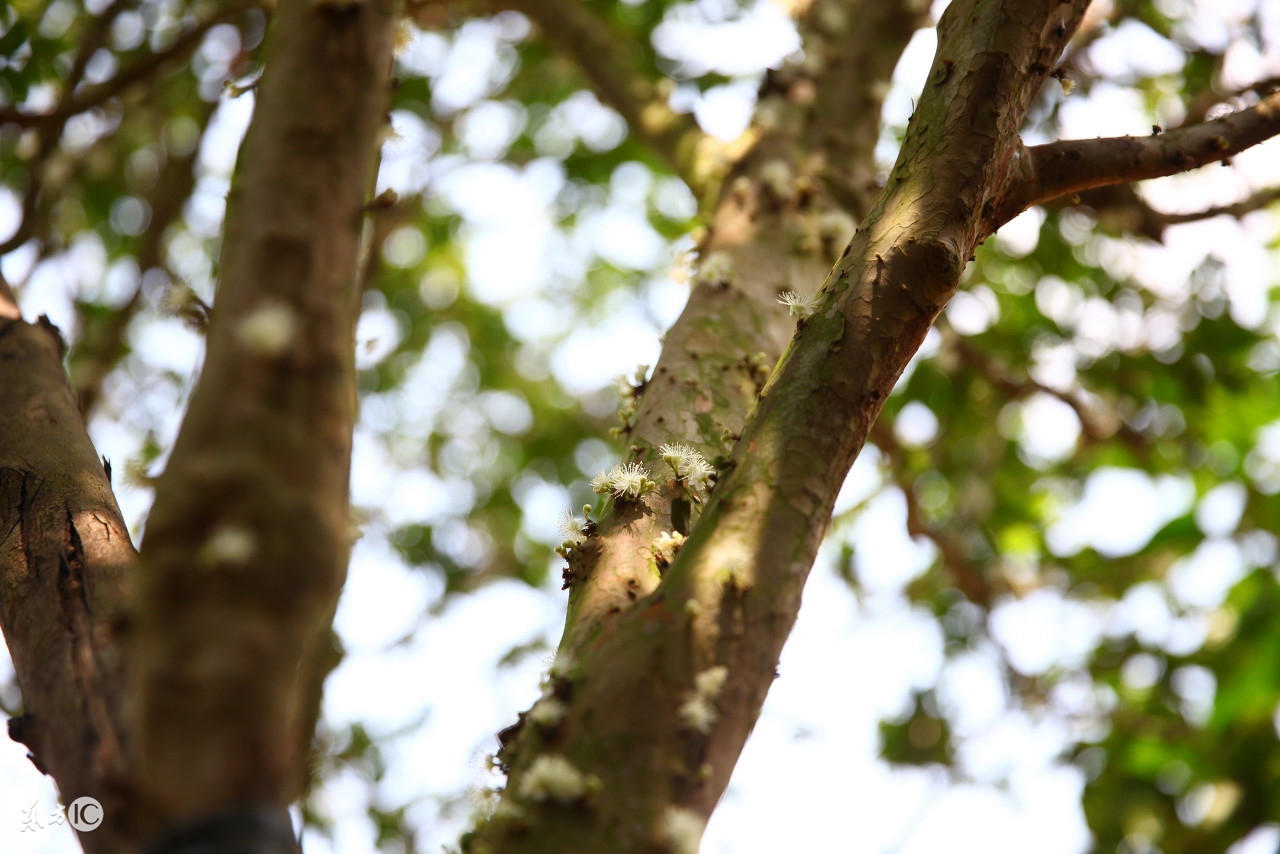 金木水火土命属相查询,金木水火土你属什么