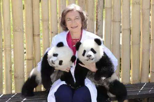 大熊猫龙凤胎宝宝名字,给宝宝取有关大熊猫的名字