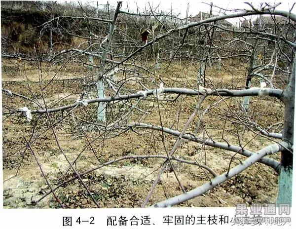 汪景彦苹果树傻瓜式修剪技术详解,傻瓜式苹果小树修剪技术
