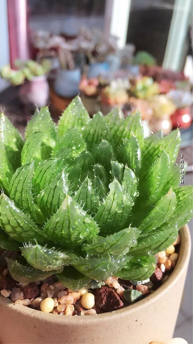 家有3姐妹,家有三姐妹好幸福