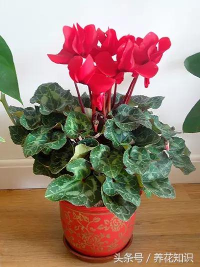 仙客来烂根是上面烂还是下面烂,仙客来烂根什么样