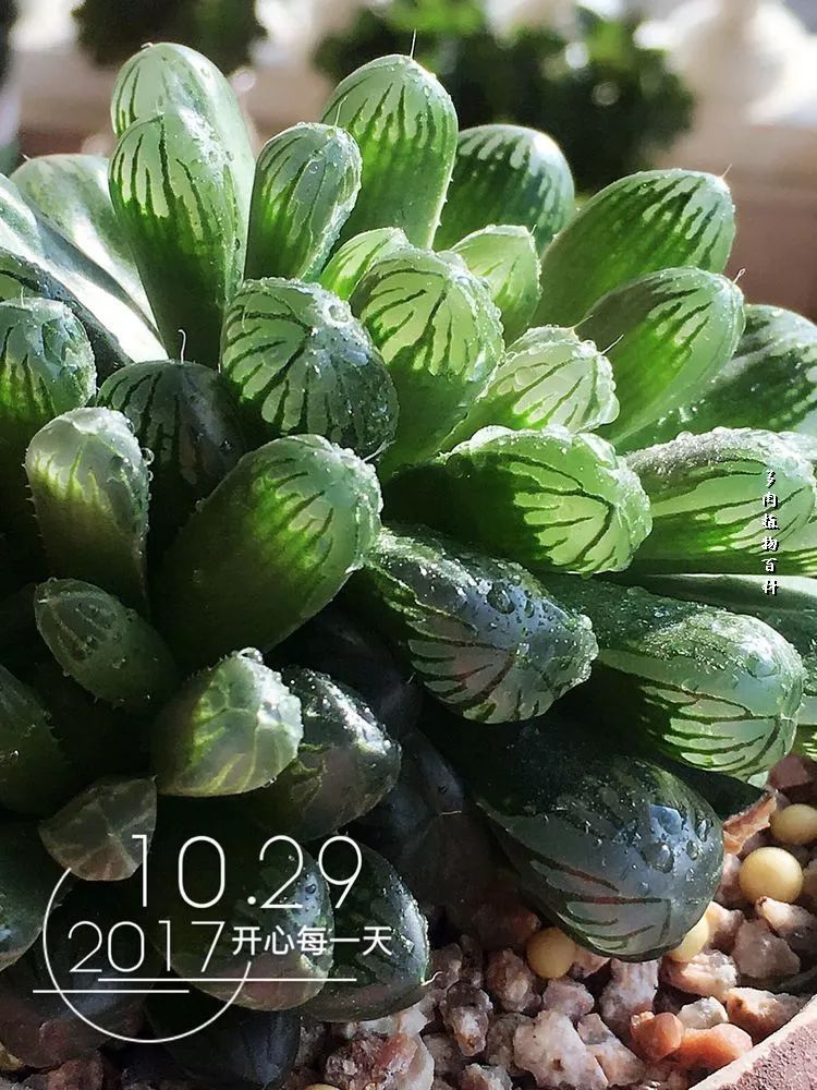 家有3姐妹,家有三姐妹好幸福