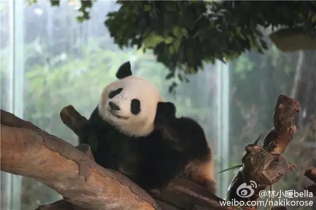 广州长隆亲子游最省钱攻略,广州长隆亲子游最全游玩攻略