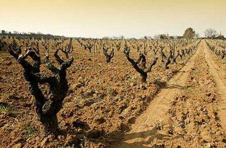 史上最顶级红酒,法国右岸的红酒品牌