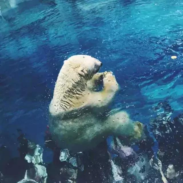 长隆旅游景区,长隆旅游度假村广州