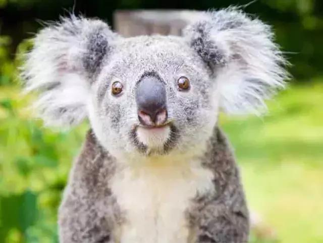 长隆度假村酒店,长隆旅游度假村游玩攻略