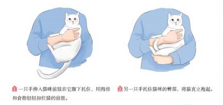 这都不知道，还敢说你会养猫？