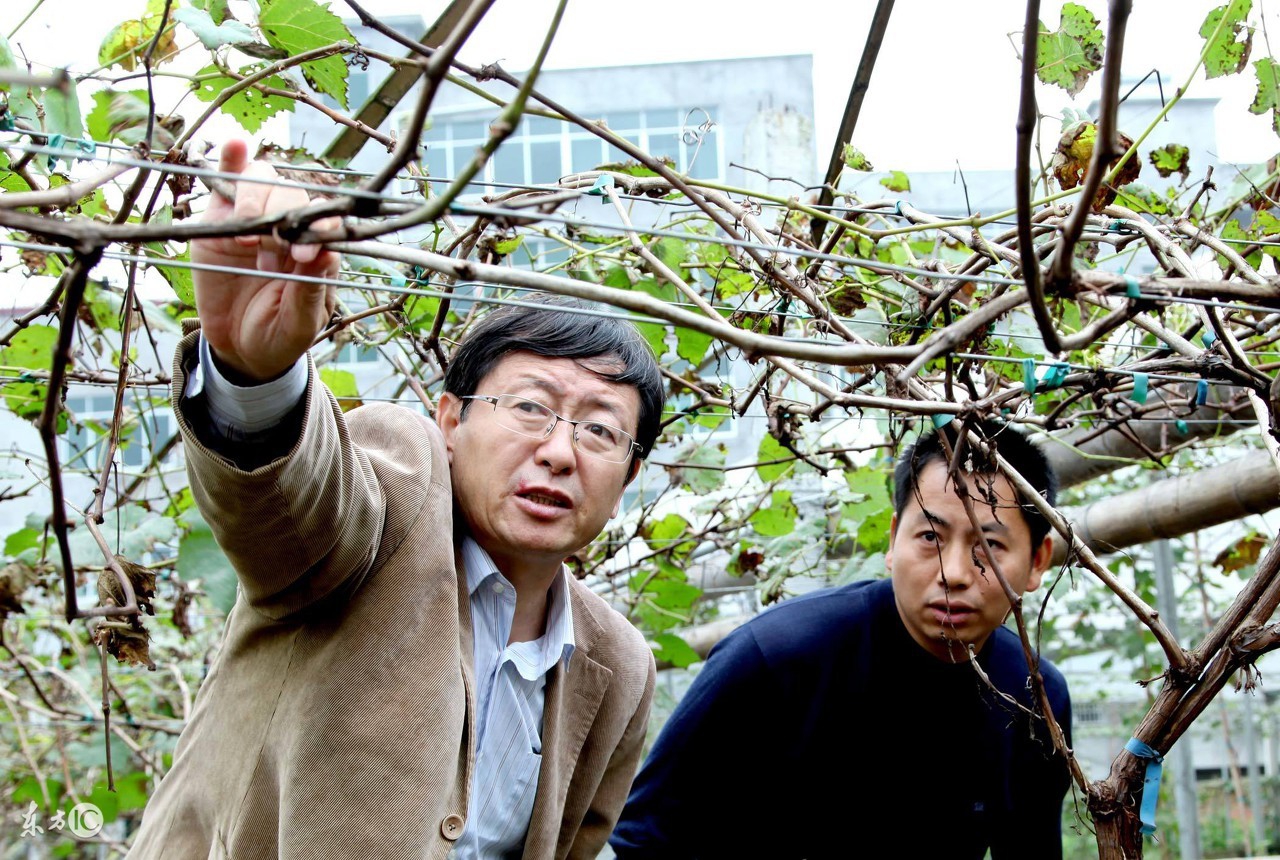 种的葡萄甜度流失了该怎么办,种植葡萄变甜的最佳方法