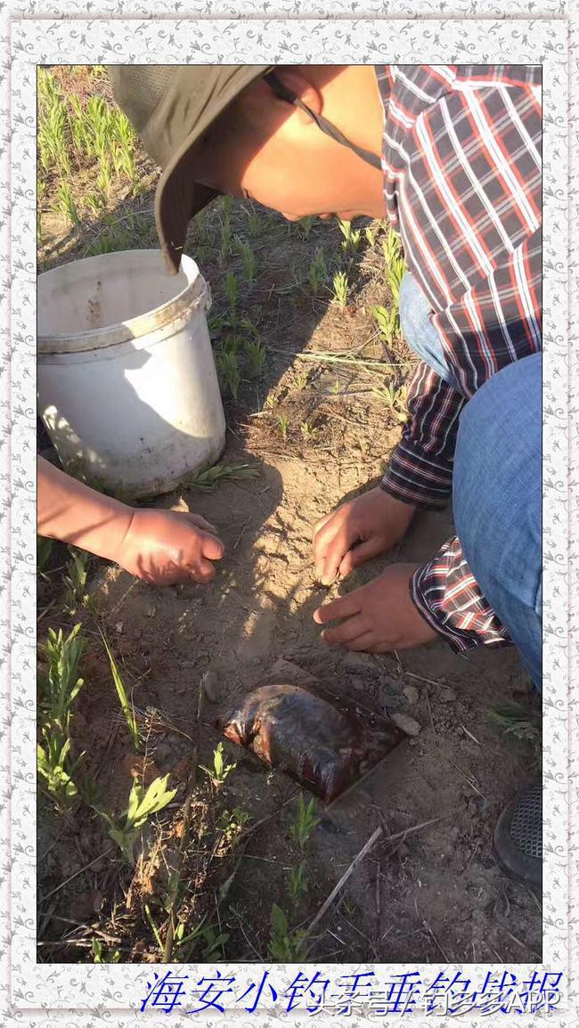 一年四季都可以钓的鱼种,一年四季可钓的鱼种