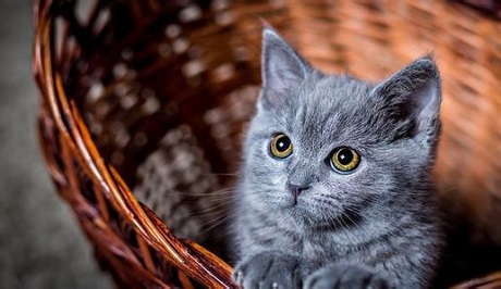 这都不知道，还敢说你会养猫？