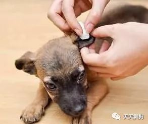 自己在家如何给狗狗做清洁,怎么自己在家给狗狗做内外驱虫