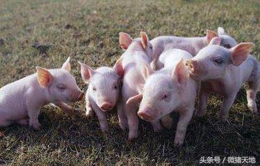 仔猪被母猪压死,母猪为什么致死仔猪