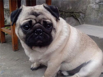 沙皮狗狗的喂养方法视频,沙皮狗小狗狗注意什么