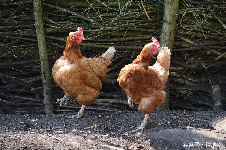 鸡粪怎样发酵成有机肥EM堆肥剂,鸡粪厌氧发酵有机肥技术