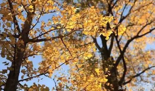 昆十中学校怎么样,昆十中文科实力