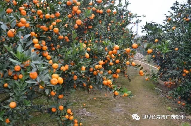 脱贫大变化美丽乡村展新颜,脱贫乡村翻天覆地的变化