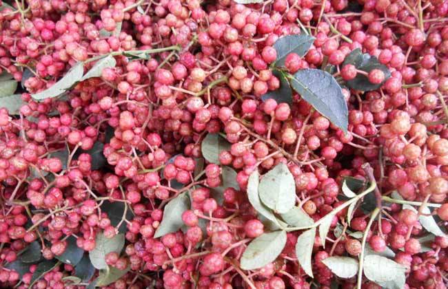 古代烹饪要哪些特殊调料,古人烧菜用什么香料