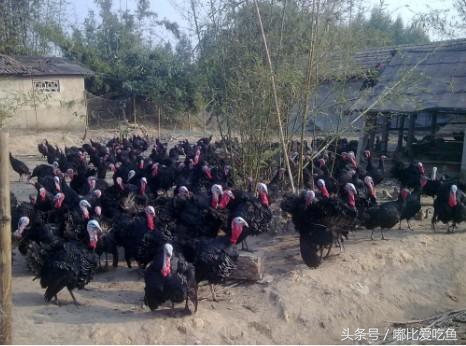 漳州市特产有哪些,漳州的特产有哪些介绍