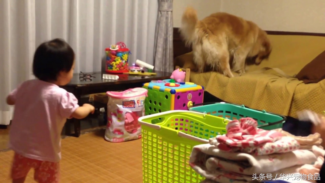 金毛犬的十大危险,金毛为啥抑郁