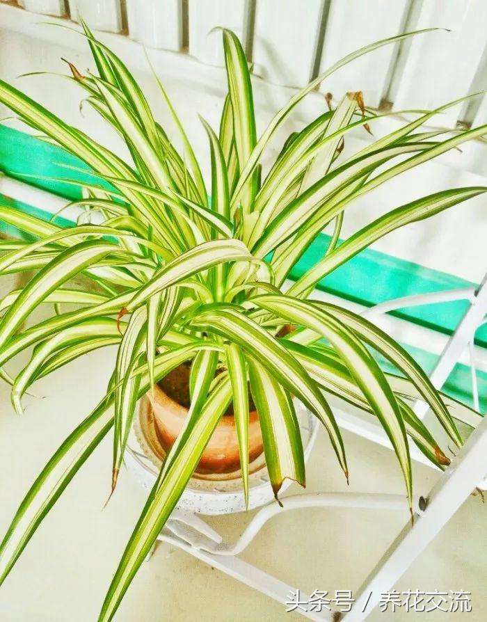 绿植真的可以改善室内空气吗,绿植能消除空气中的甲醛吗