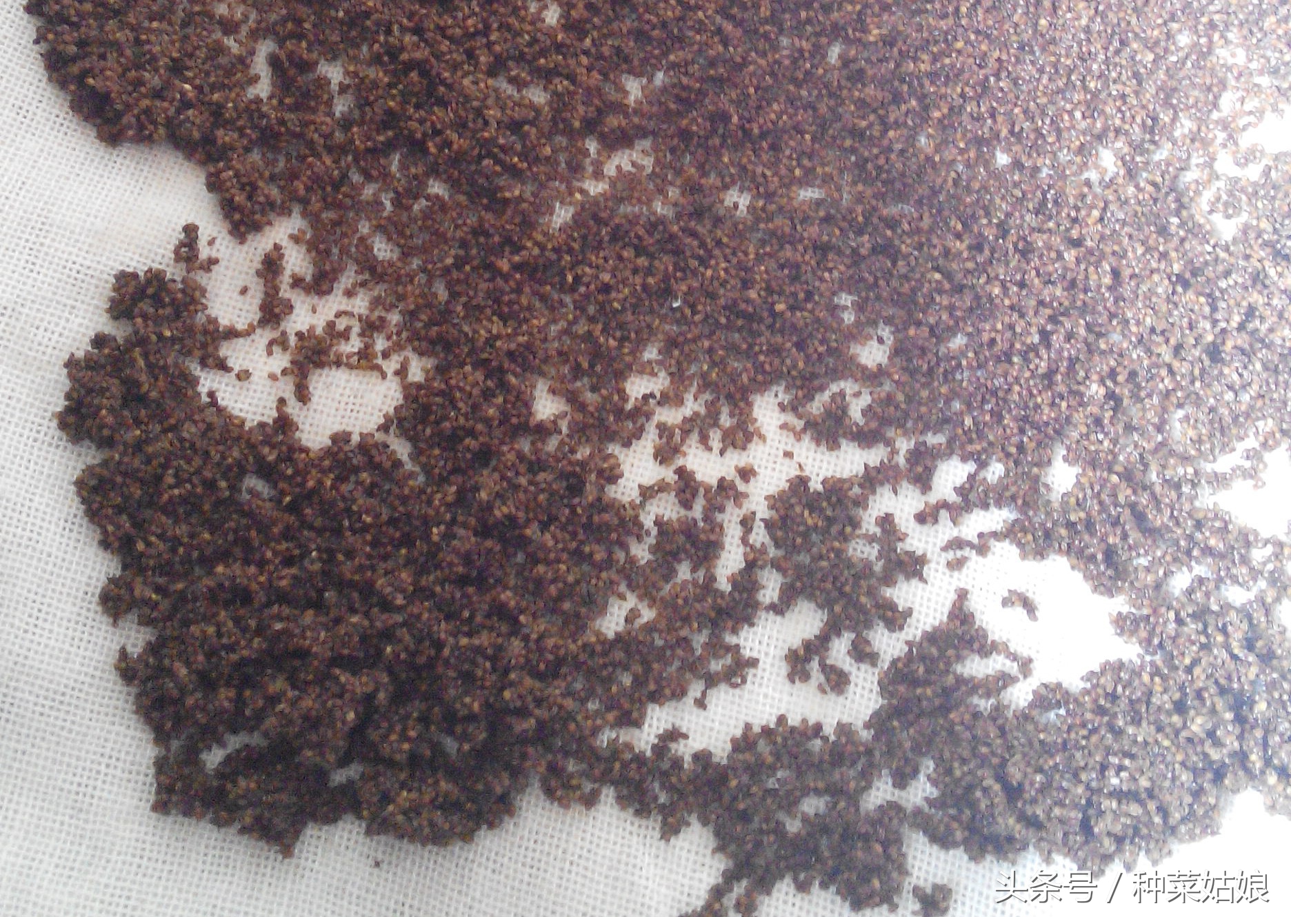 芹菜种植出苗不齐的原因,芹菜一般种几厘米深才能出苗呢