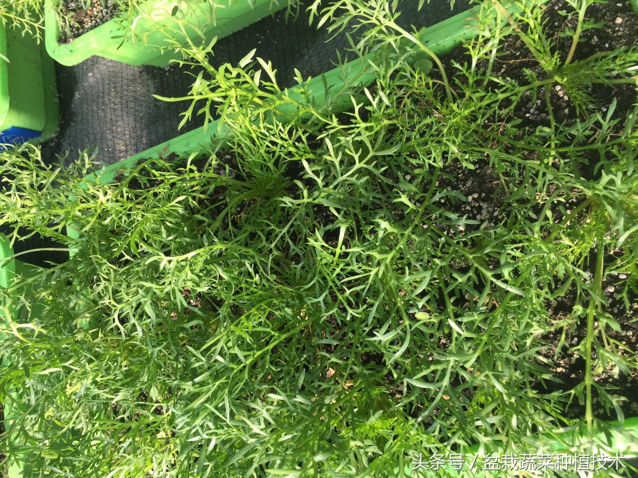 玛咖本是秘鲁蔬菜,现在回归餐桌,在中国菜谱上是否会有一席之地