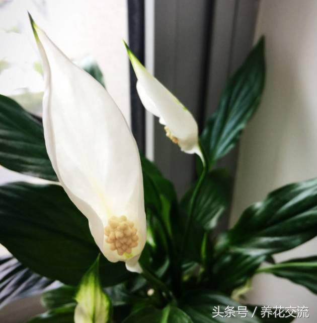 绿植真的可以改善室内空气吗,绿植能消除空气中的甲醛吗