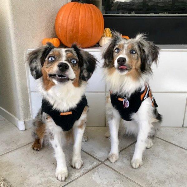 全盲狗狗动不动就怕怕幸遇狗妹妹添自信展开快乐狗生！