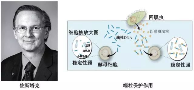 造酒，酿醋，拿诺奖：“下得了厨房上得了厅堂”的神奇酵母