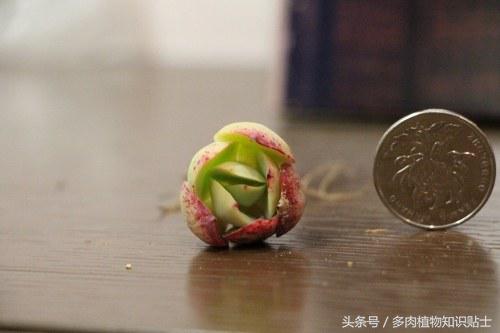 网购的多肉收到货怎么盆栽,脱土多肉收到后怎么处理