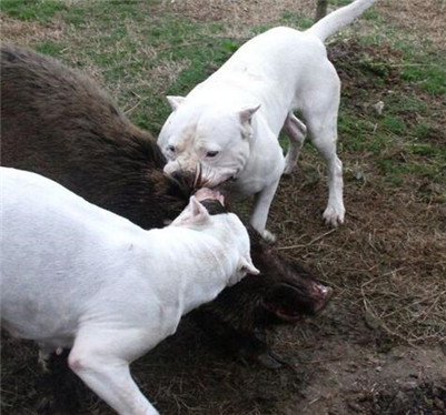 市场杜高犬价格多少钱一只,杜高犬多少钱一只