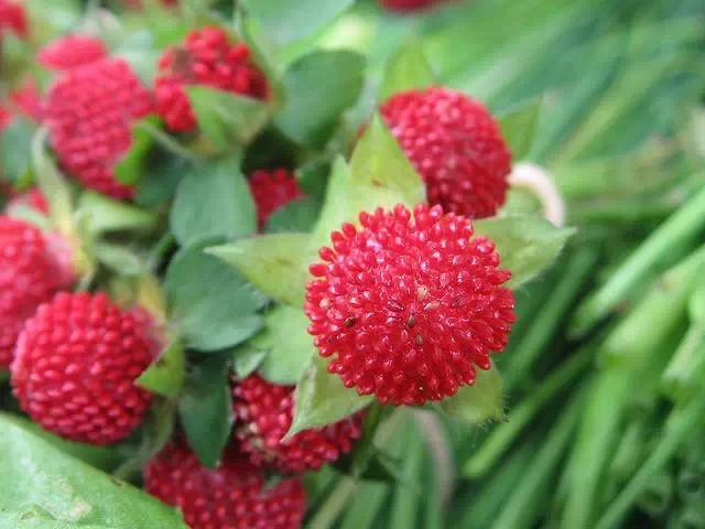 农村常见的100种植物,100种常见草本植物