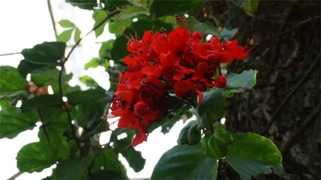 农村常见的100种植物,100种常见草本植物