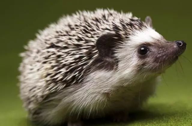 关于刺猬的问题有哪些,关于刺猬的生活常识