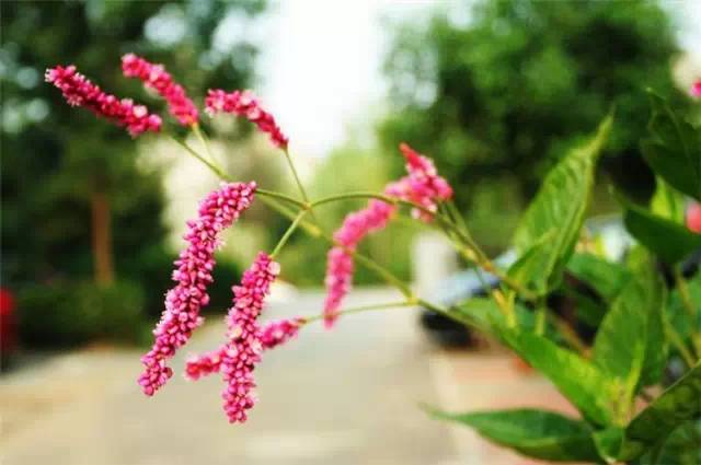 农村常见的100种植物,100种常见草本植物