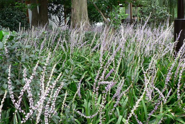 农村常见的100种植物,100种常见草本植物