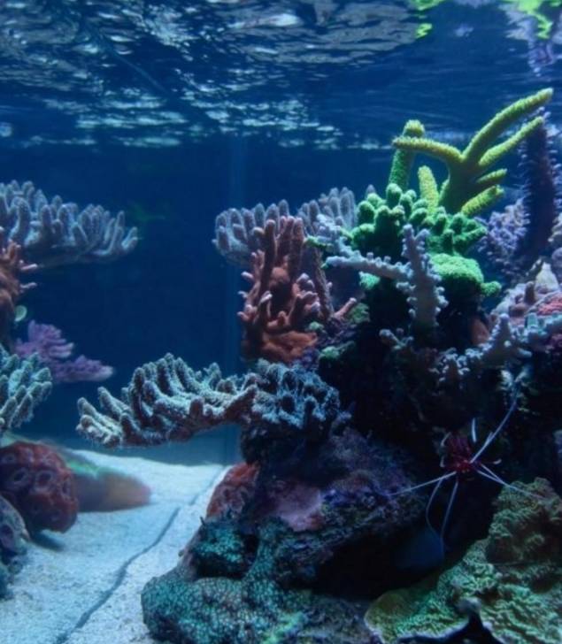 新手玩海缸教程,初学者玩海缸视频