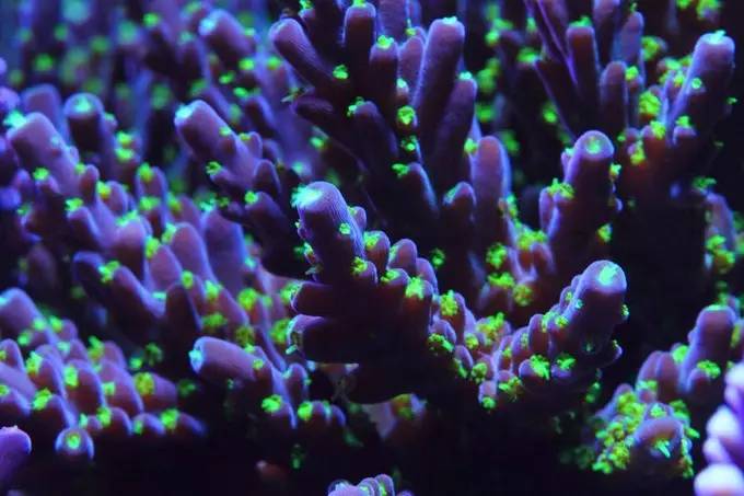 大型海缸欣赏,海缸有什么可玩的