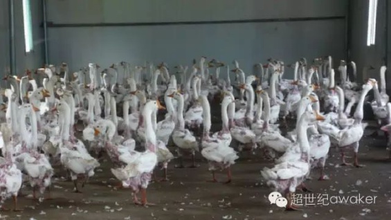 豆瓣日记momo,豆瓣日记